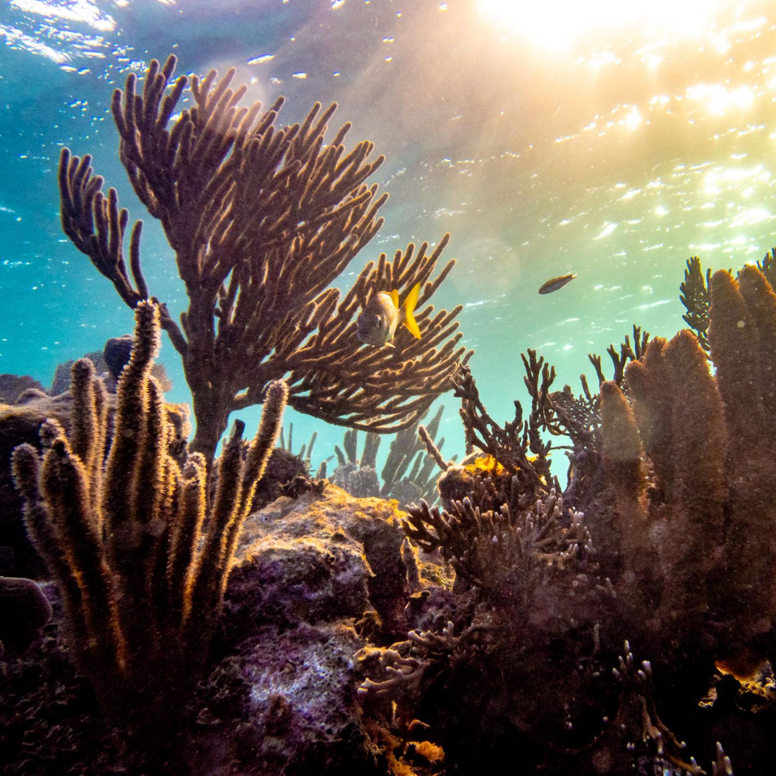 Returning to Roatán: The Island That Inspired EthoSun’s Mission to Protect Skin and Planet