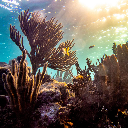 Returning to Roatán: The Island That Inspired EthoSun’s Mission to Protect Skin and Planet