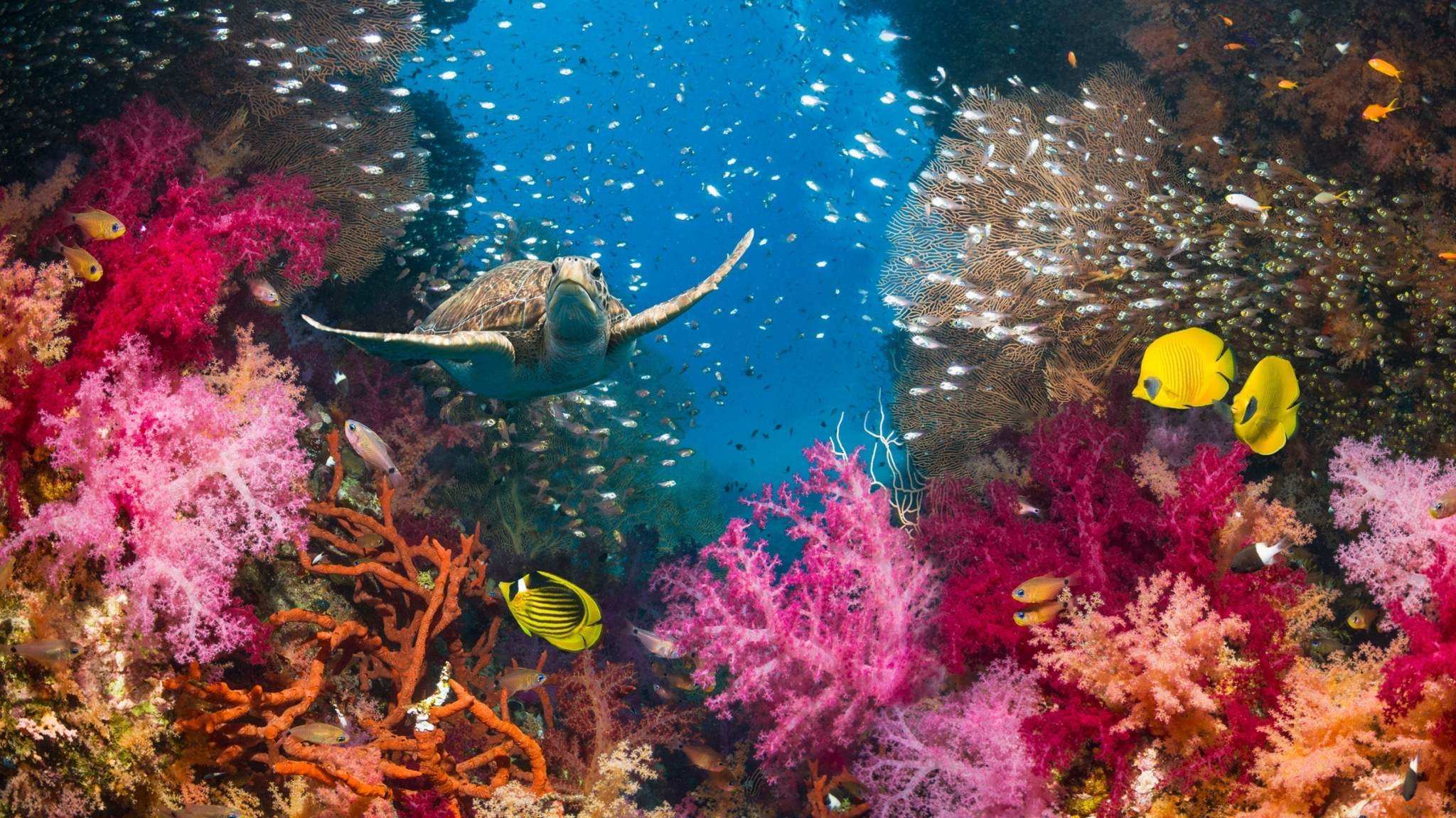 Reef-Safe -vs- Reef Safer: How to Read Between the Lines – EthoSun