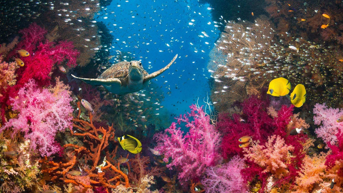 Reef-Safe  -vs- Reef Safer: How to Read Between the Lines