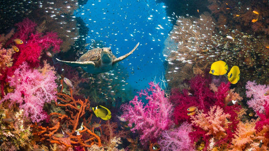 Reef-Safe  -vs- Reef Safer: How to Read Between the Lines