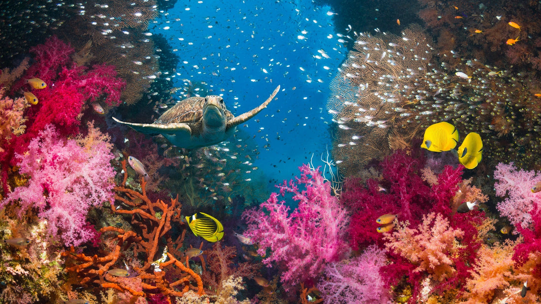 Reef-Safe  -vs- Reef Safer: How to Read Between the Lines